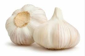 White Rocambole Garlic Allium sativum for planting in home garden