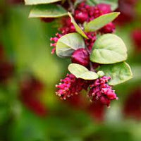 Coralberry Symphoricarpos orbiculatus seeds for planting in home garden