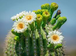 Green Saguaro Cactus Carnegiea gigantea for planting in indoor garden