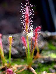 Mixed Drosera Chrysolepis Plant Seeds for Planting - NON GMO Seeds for planting in home garden