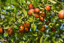 Sugar cane jujube fruit seeds for home planting
