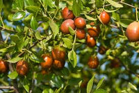Sugar cane jujube fruit seeds for home planting