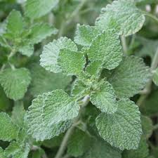 Green Horehound Seeds Scientific Name Placeholder for planting in home garden