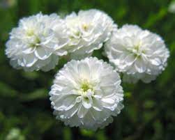 White Pellitory Flower Seeds for Planting, 100 pcs seeds for planting in home garden