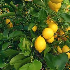 Meyer lemon plant seeds