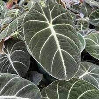 Black Caladium Flower Seeds for Planting -NON GMO Seeds for planting in home garden