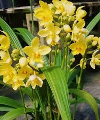 Yellow Orchid Formaldehyde Flower Planting Seeds for Garden NON GMO Seeds