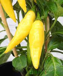 Light Yellow Chili Seeds for Planting - 100 Pcs pcs