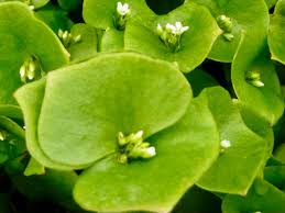 Miners Lettuce Plant Seeds for Planting - 100 Pcs pcs