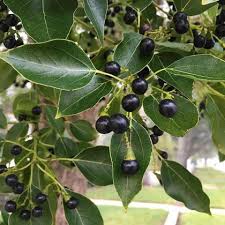 Camphor Fruit Seeds (Cinnamomum Camphora) for Planting – Aromatic and Fragrant Seeds for you Backyard Orchid