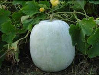 Heirloom Small Round Winter Melon Ash Gourd Vegetable Seeds for Planting heirloom & Non-GMO Seeds
