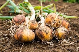 Yellow Onion Vegetable Seeds for Planting – Heirloom, Non-GMO Vegetable Seeds