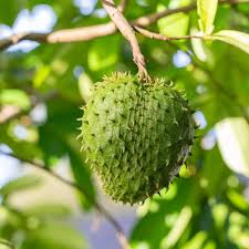 Fresh Green Soursop Fruit Seed for Planting and Cultivatng Tropical Fruit Trees, Heirloom Seeds