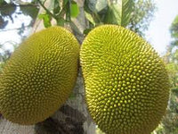 Golden Pillow jackfruit fruit seeds