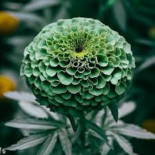 Green (Green scientific name) for planting in garden