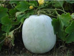 Ash Gourd Benincasa hispida seeds for backyard planting