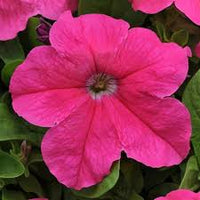 Cerise Pink Petunia Flower Seeds for Planting - Heirloom, NON-GMO, Easy to Grow Garden Blooms for planting in home garden