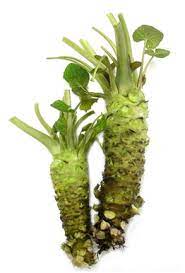 Sawa Wasabi Seeds for Planting - Heirloom & Non-GMO Garden Seeds for H Scientific Name Placeholder for planting in home garden