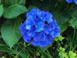 Deep Blue Hydrangea Flower Planting Seeds for Garden NON GMO Seeds for planting in home garden