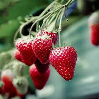 Strawberry Seascape fruit seeds