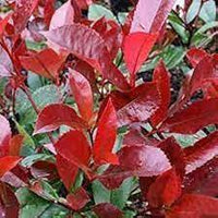 Photinia Serrulata Plant Seeds for Planting - 100 pcs seeds for planting in home garden