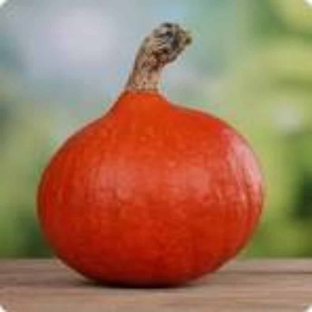 Red Kuri Hokkaido Pumpkin Cucurbita maxima for planting in home garden