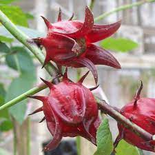 Australian Rosella Hibiscus Flower Seeds for Planting - Hibiscus Sabdariffa Var. Sabdariffa for planting in your garden.