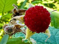 Thimbleberry fruit seeds