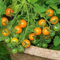 Sun Gold Cherry Tomato Solanum lycopersicum for planting in home garden