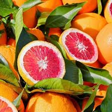 Blood orange Citrus sinensis seeds for garden