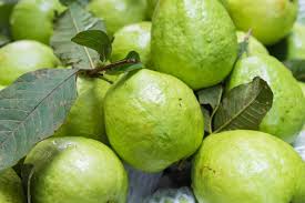 Vietnamese guava Psidium guajava seeds for tropical garden