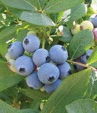 Jewel blueberries fruit seeds