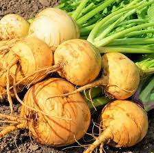 Golden Ball Turnip Brassica rapa seeds for garden planting