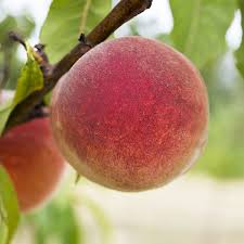 Babcock peach Prunus persica seeds for fruit orchard