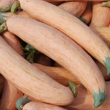 Georgia Candy Rooster vegetable seeds for planting in vegetable bed