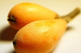 Tanaka Loquat Tree Eriobotrya japonica seeds for planting in home garden
