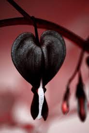 Black Heart Flower Seeds for Planting - 100 pcs for planting in your garden.