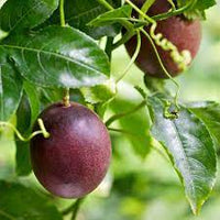 Purple Passiflora incarnata seeds for planting in home garden