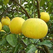 Daffodils pomelo fruit seeds
