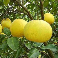 Daffodils pomelo fruit seeds