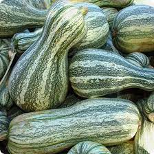 Green Cushaw Pumpkin Cucurbita argyrosperma seeds for patch planting