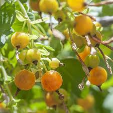 100 Pcs