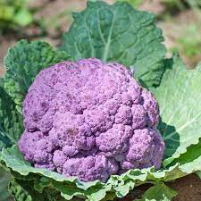 Purple Cauliflower Brassica oleracea seeds for garden planting