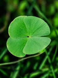 Four Leaf Clover Herb Seeds for Planting-Heirloom & Non-GMO Seeds for planting Scientific Name Placeholder for planting in home garden
