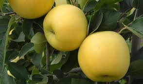 Opal yellow apple fruit seeds