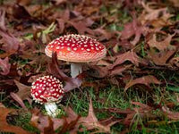 Light Brown Red Mushroom Agaricus bisporus for planting in home garden