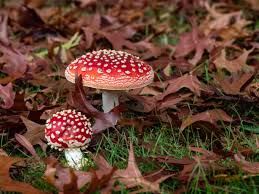 Light Brown Red Mushroom Agaricus bisporus for planting in home garden
