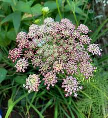 Organic Mixed Dara Anne's Lace Flower Seeds for Planting – Heirloom, Non-GMO for planting in your garden.