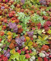 Heirloom Non-GMO Mixed Sedum Flower Seeds for Planting ƒ?? Colorful Ground Cover Blooming Seeds for planting in your garden.