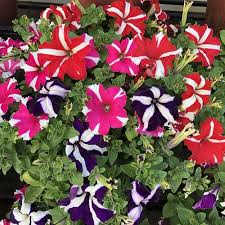 Starry Petunia Multi-Colour Flower Seeds for Planting - Heirloom, NON-GMO, Vibrant Garden Blooms for planting in home garden